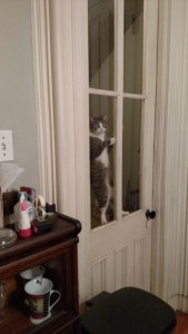 window cat