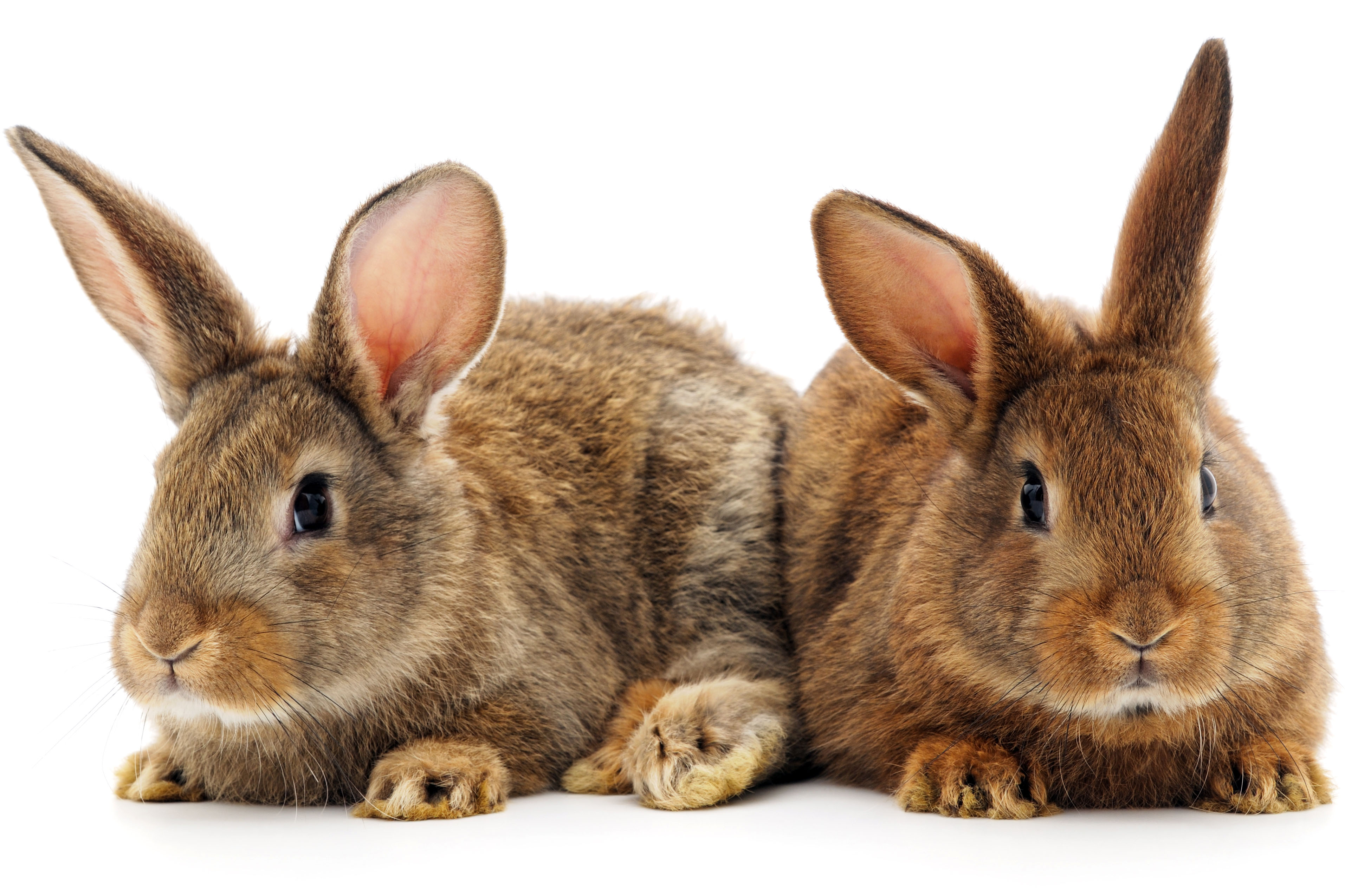 stores that sell bunnies