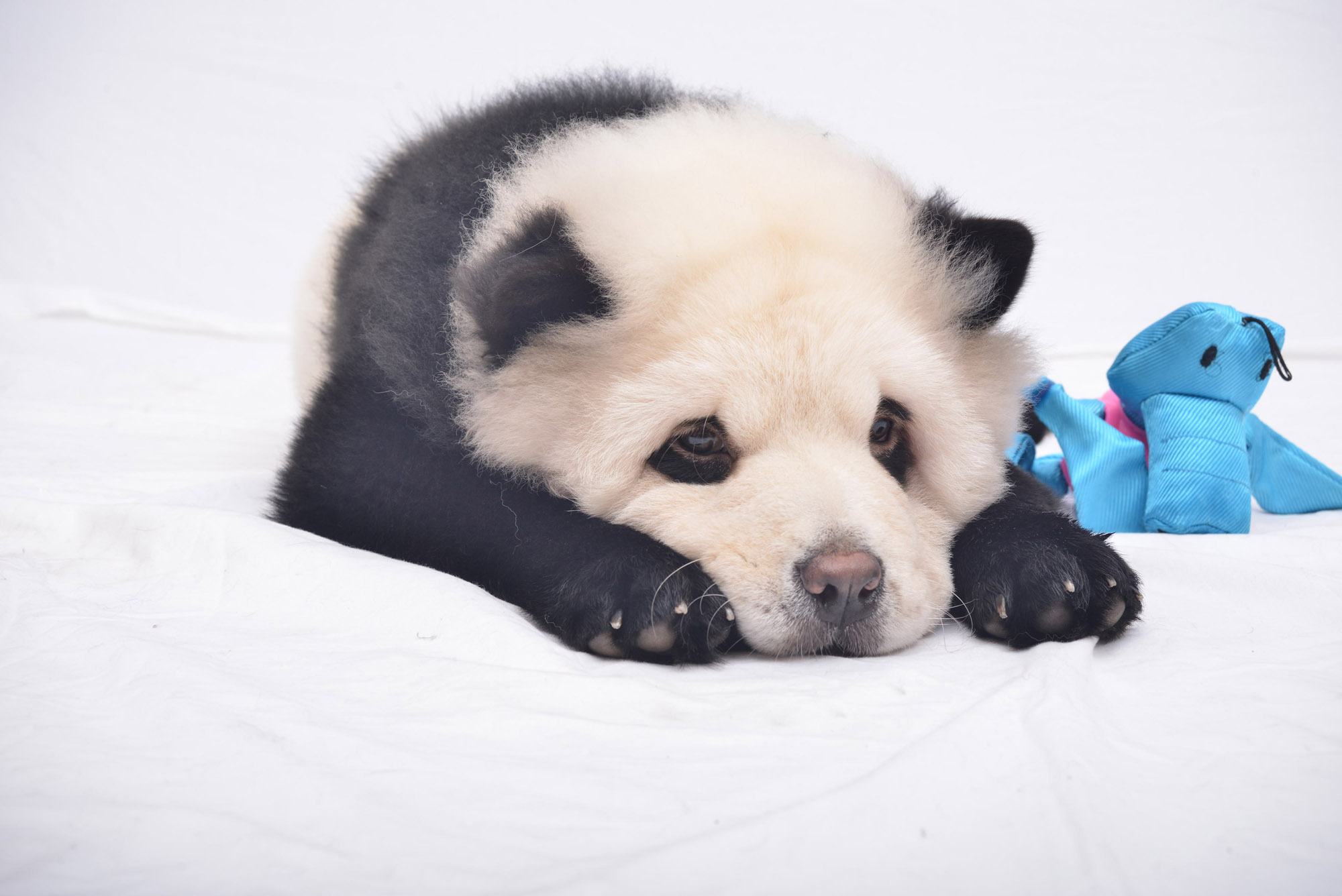 puppies that look like pandas