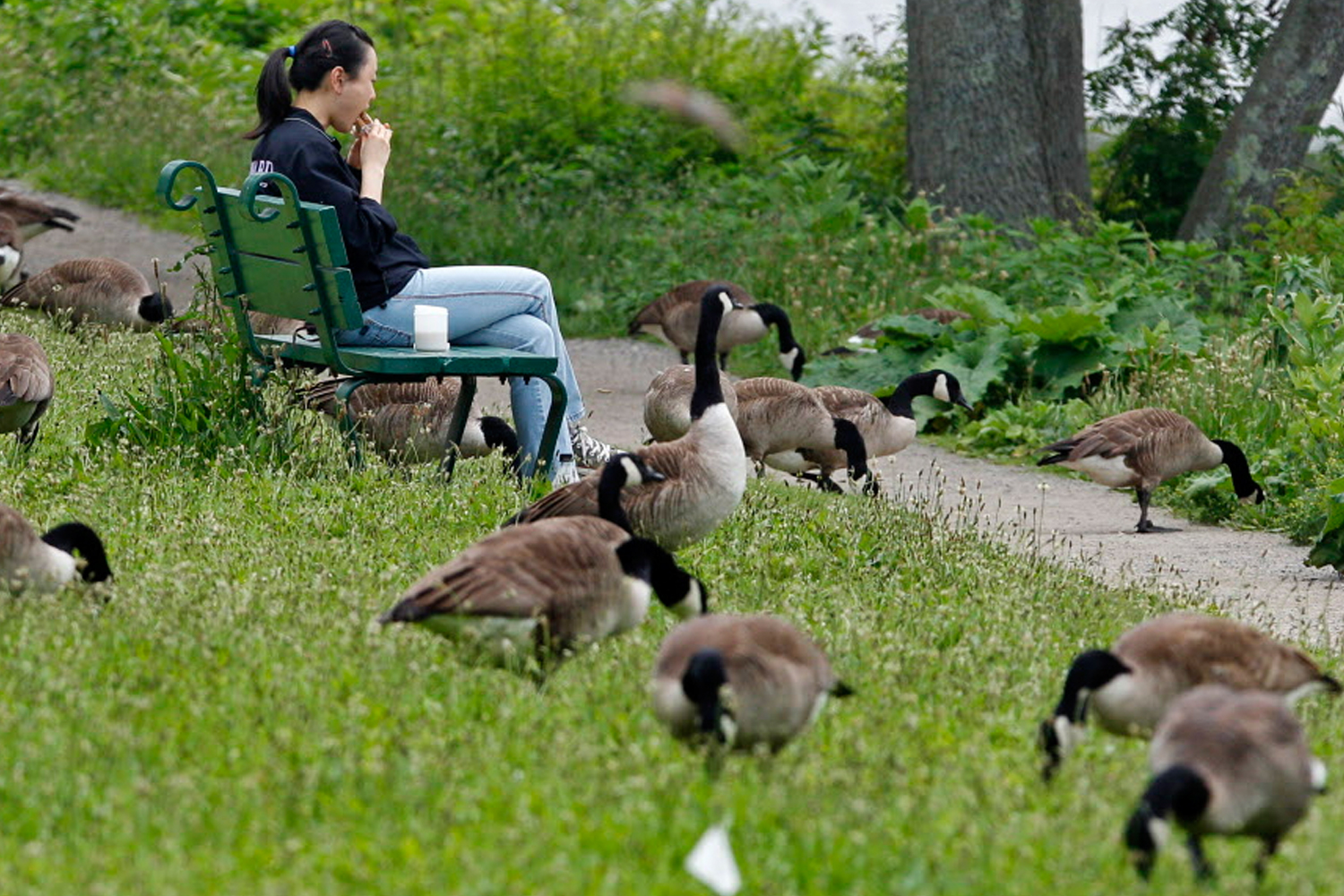 how to prevent your dog from eating goose poop