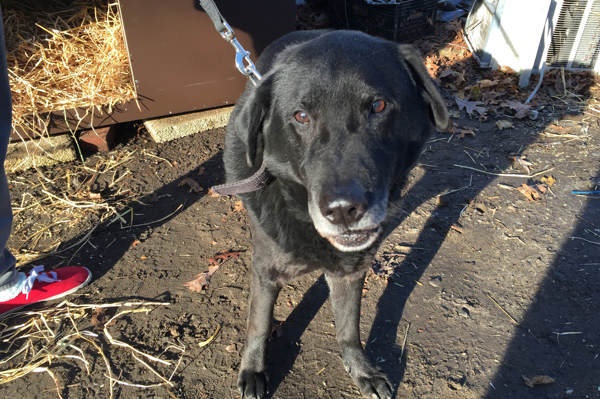 how much is 15 years in dog years