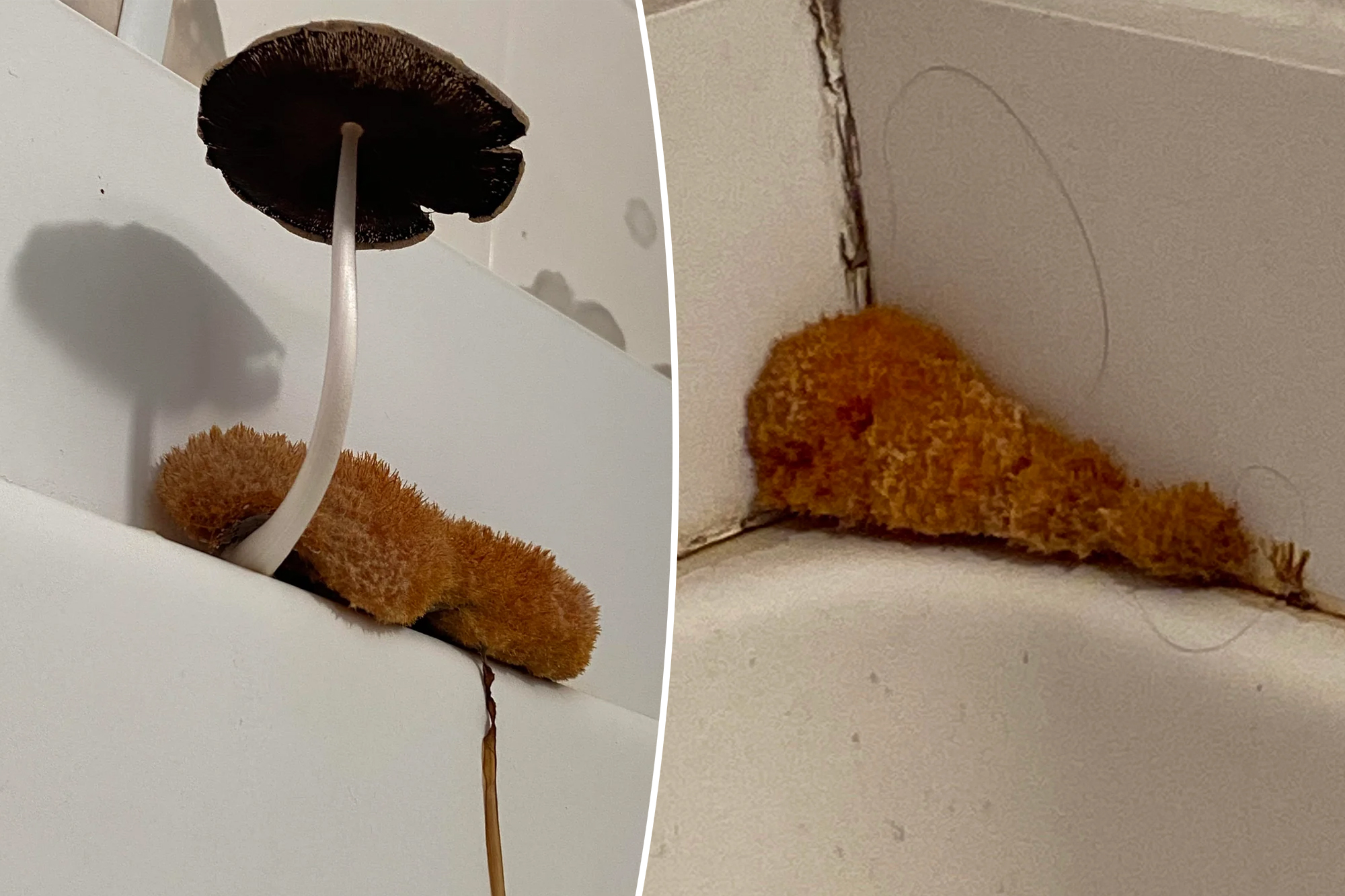 Shower ‘loofah’ turns out to be something much more horrifying — yet ‘surprisingly pretty’
