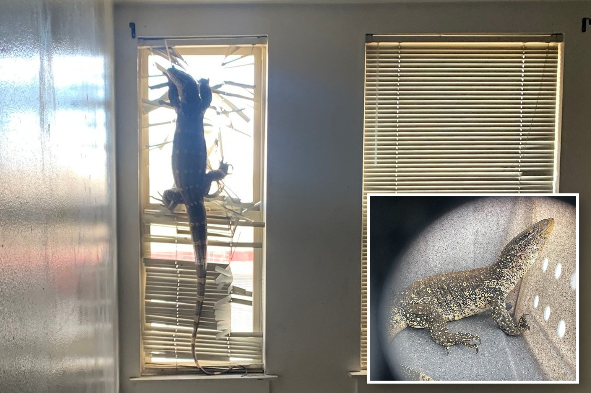 Cops make shocking discovery after giant ‘Komodo dragon’ spotted inside Bay Area home