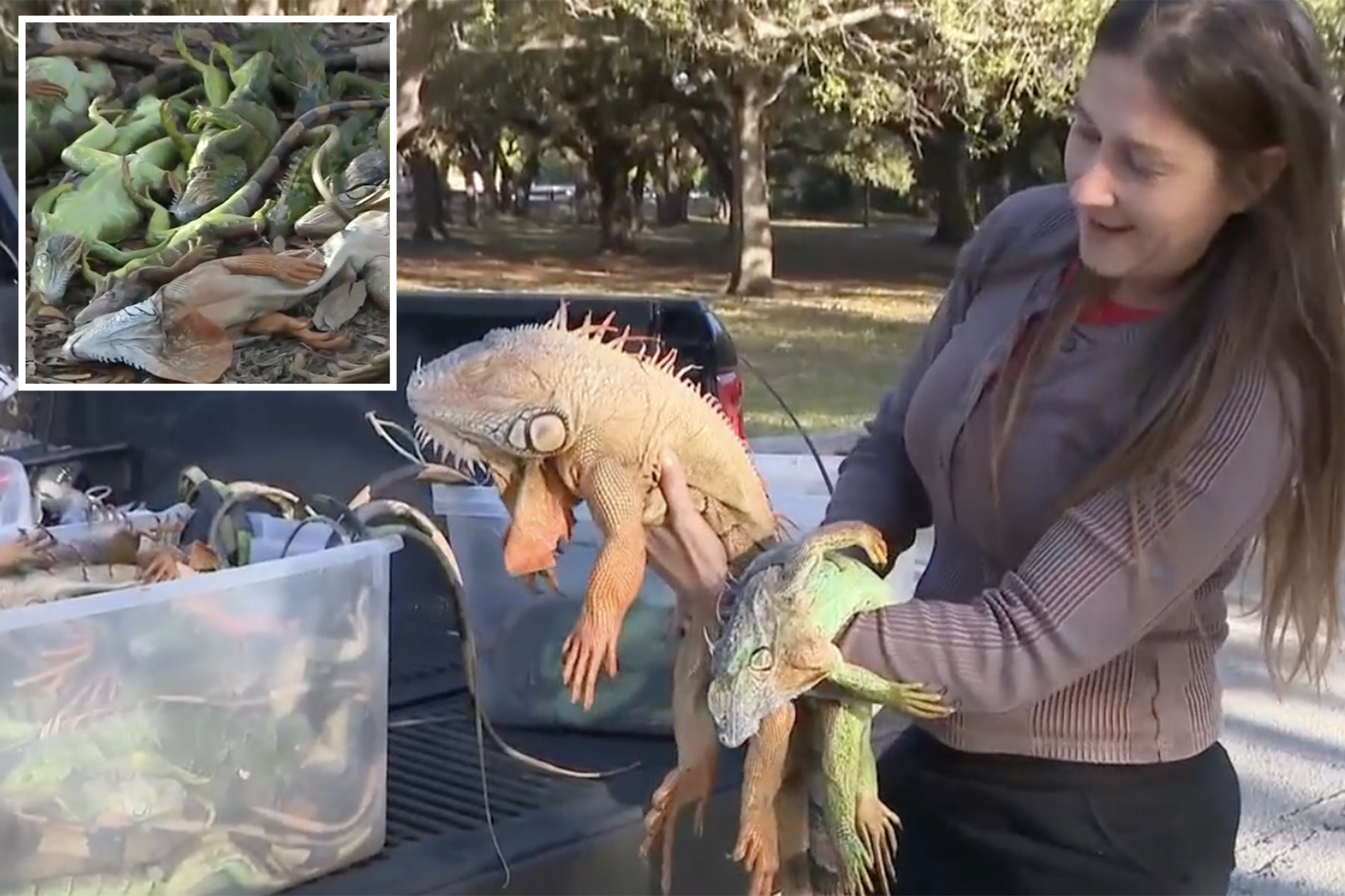 Floridians gather frozen iguanas by armload as frigid temps leave them paralyzed, dropping from trees
