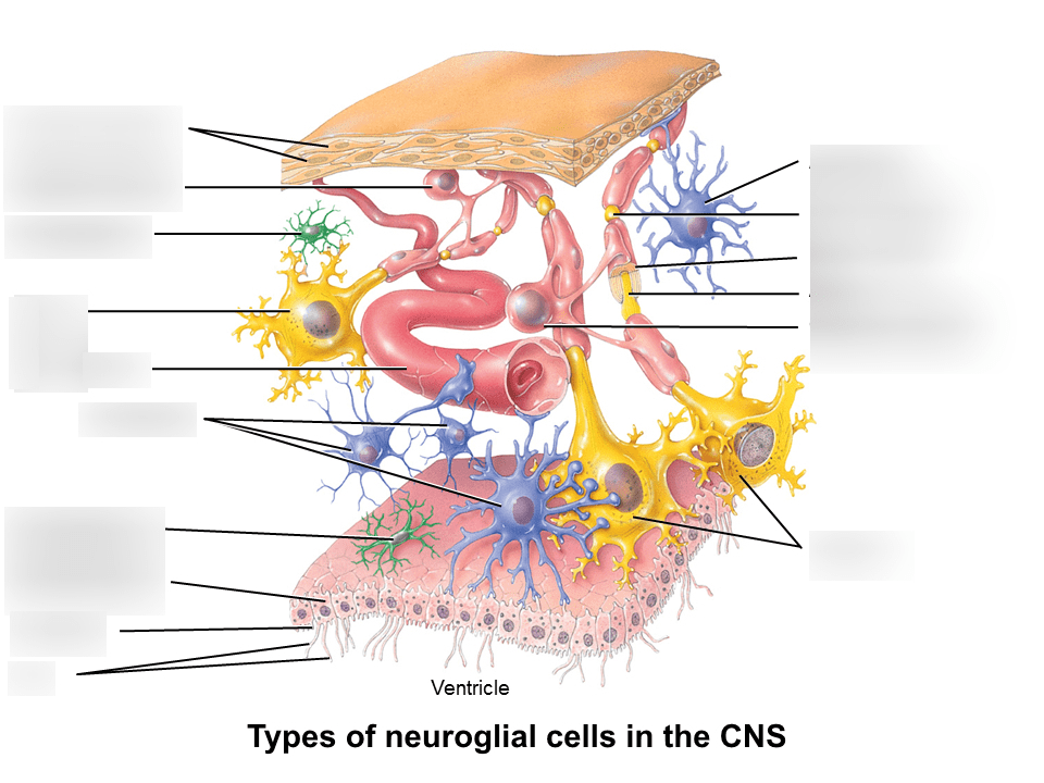 Neuroglial cell types cell types. astrocyte. atlas of plant and animal