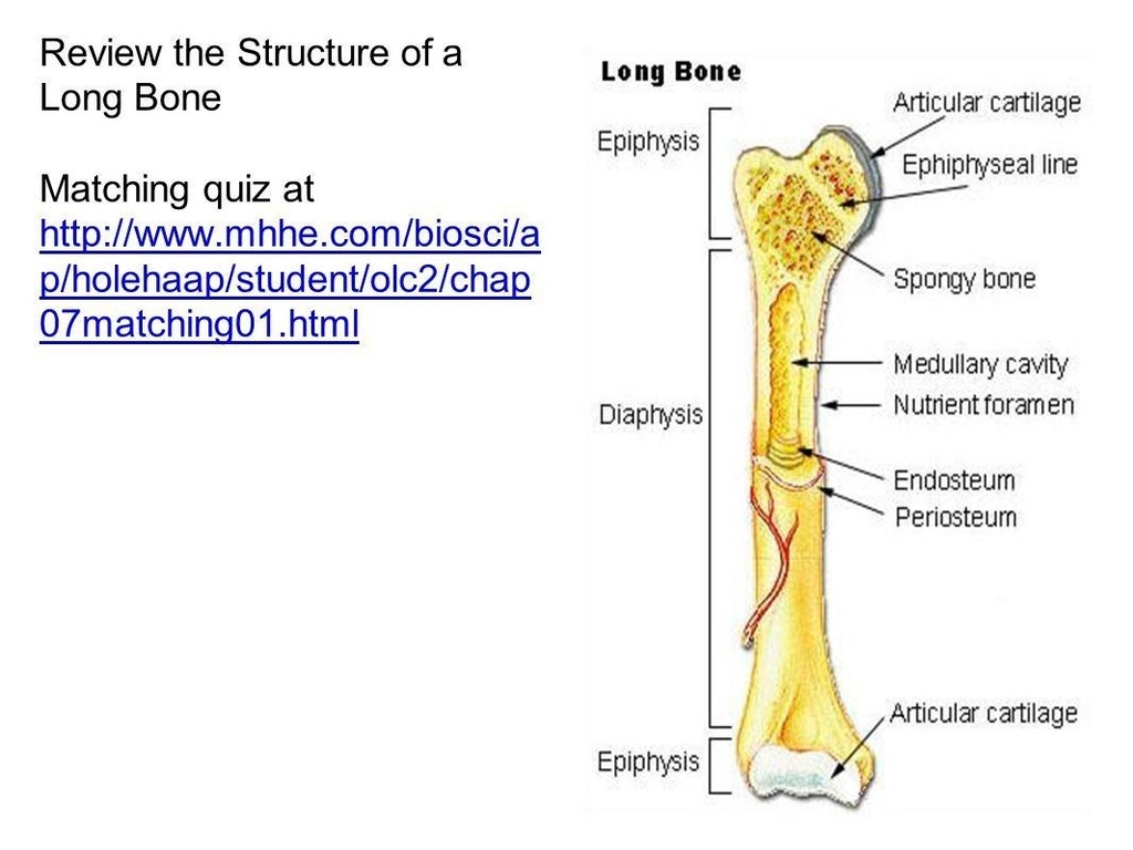 There are five types of human bones: Quizlet Anatomy Bones - Anatomy Drawing Diagram