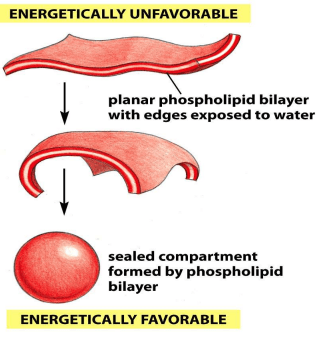 Introduction to membranes/membrane lipid types flashcards