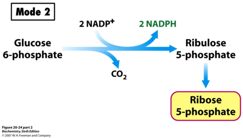 Biochemistry exam 2 (comprehensive) flashcards