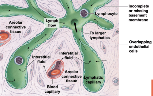 Chapter 20: lymphatics and immunity flashcards