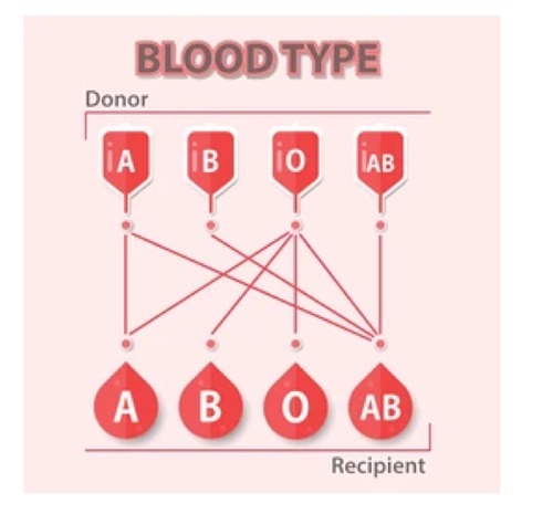 Blood flashcards