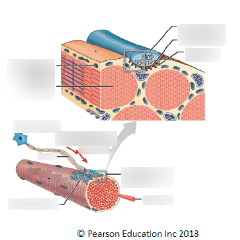 Anatomy test 3 neuromuscular junction 2 diagram