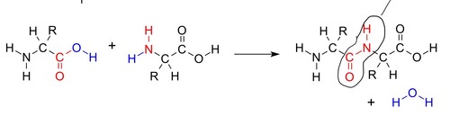 Aminosauren Peptide Proteine Springerlink