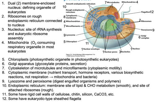 Module 23: eukaryotic microorganisms flashcards