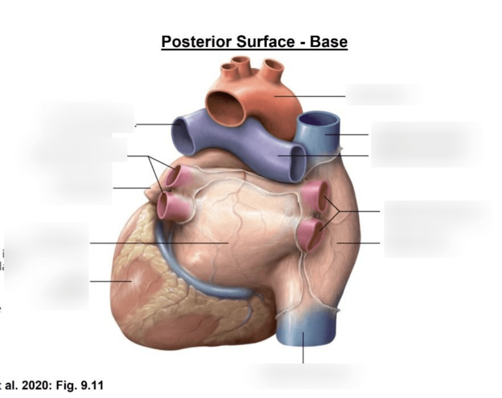 Posterior surface of the heart diagram