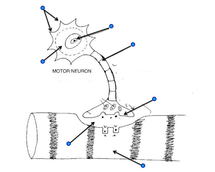 Motor unit components diagram