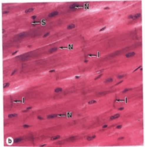 Chapter 11 cardiovascular flashcards