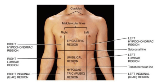 A&p chapter 1 flashcards