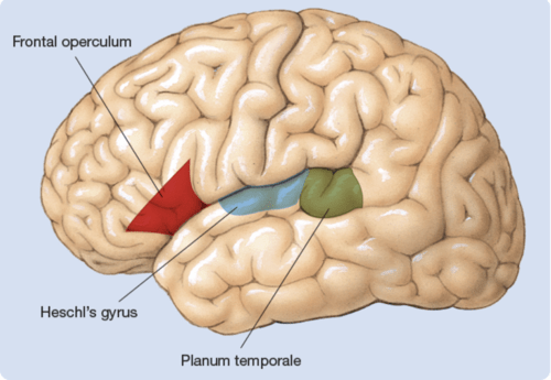 Biopsychology final chapter