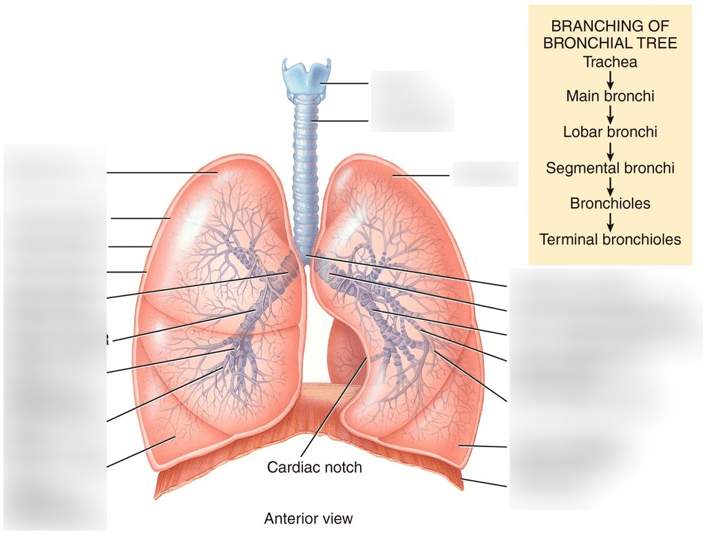 Healthy lungs are important, and there are many diseases of the lung(s). Lungs Diagram Quizlet