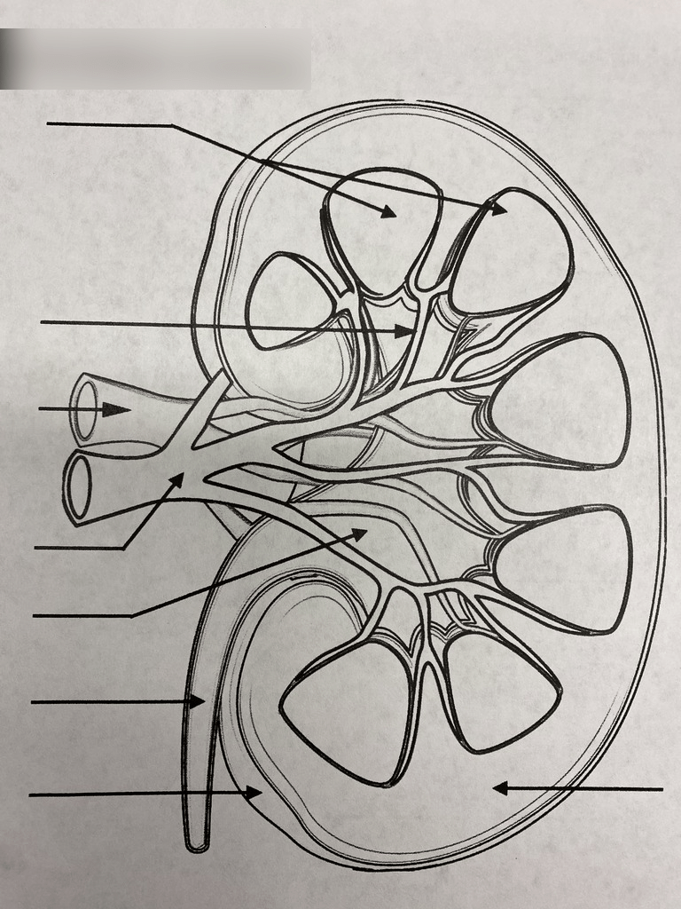 Kidney labeling diagram