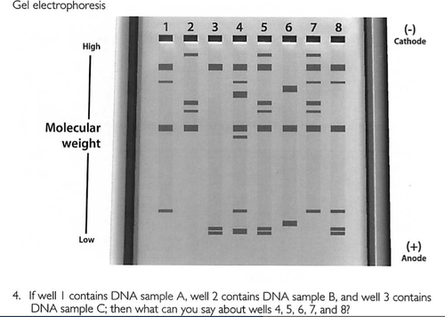 Lesson 7 Dna Technologies Flashcards Quizlet