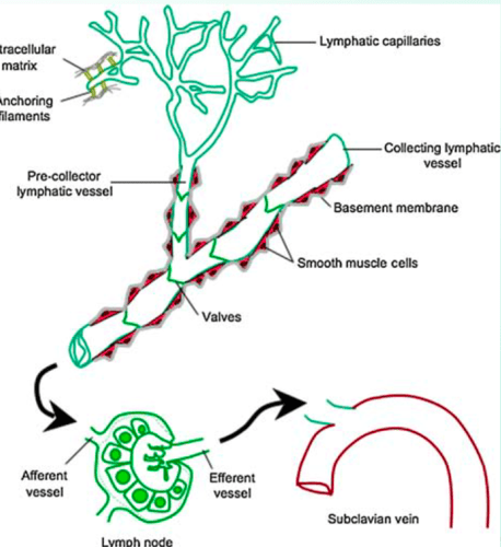 Lymphatics flashcards
