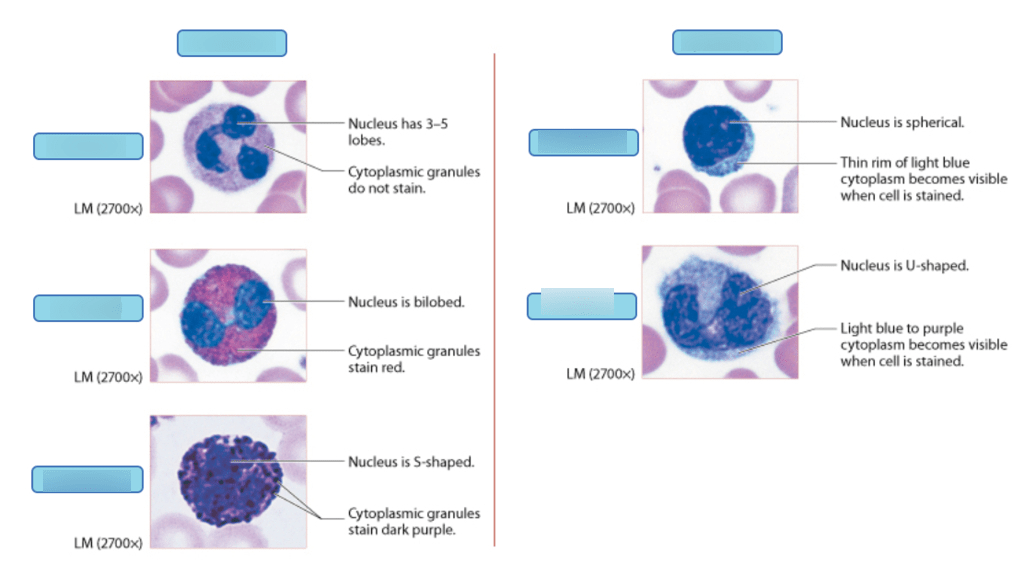 Labeled Neutrophil Diagram Labeled Neutrophil Diagram