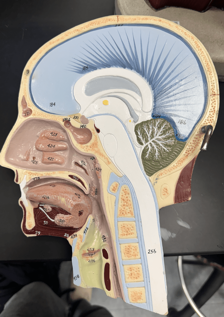 Upper respiratory tract diagram
