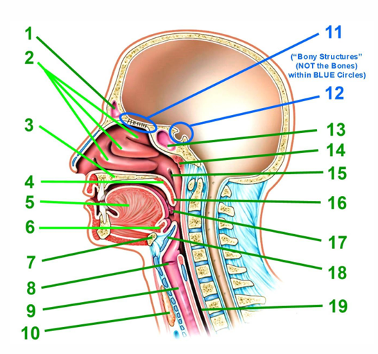 Upper respiratory tract diagram