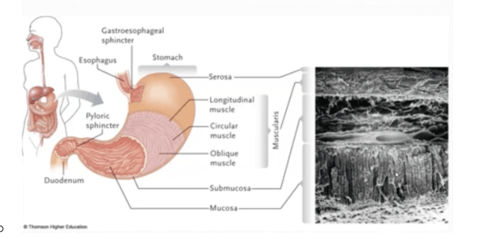 Chapter 12 flashcards