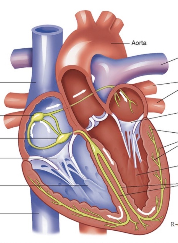 Electrical pathway label diagram