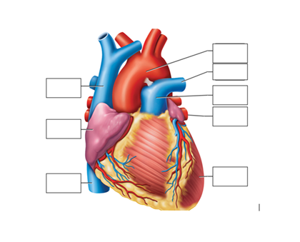 Anterior heart structures diagram