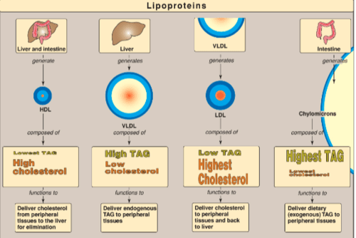 Cpr exam 4 flashcards