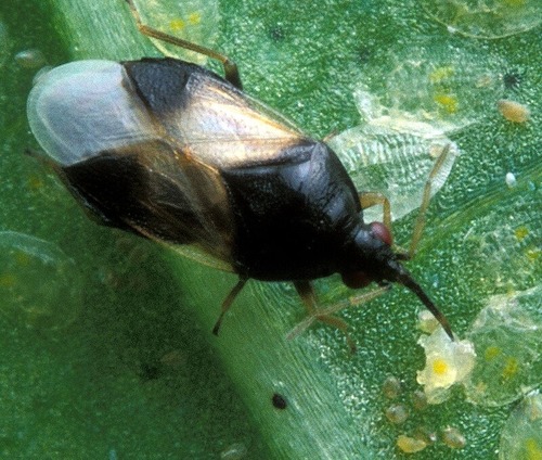 Hemiptera