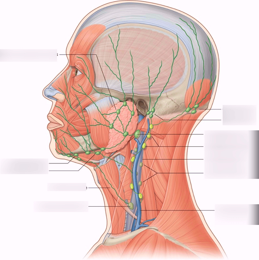 Lymph Nodes In Neck Diagram The Radiology Assistant Cervical Lymph B 