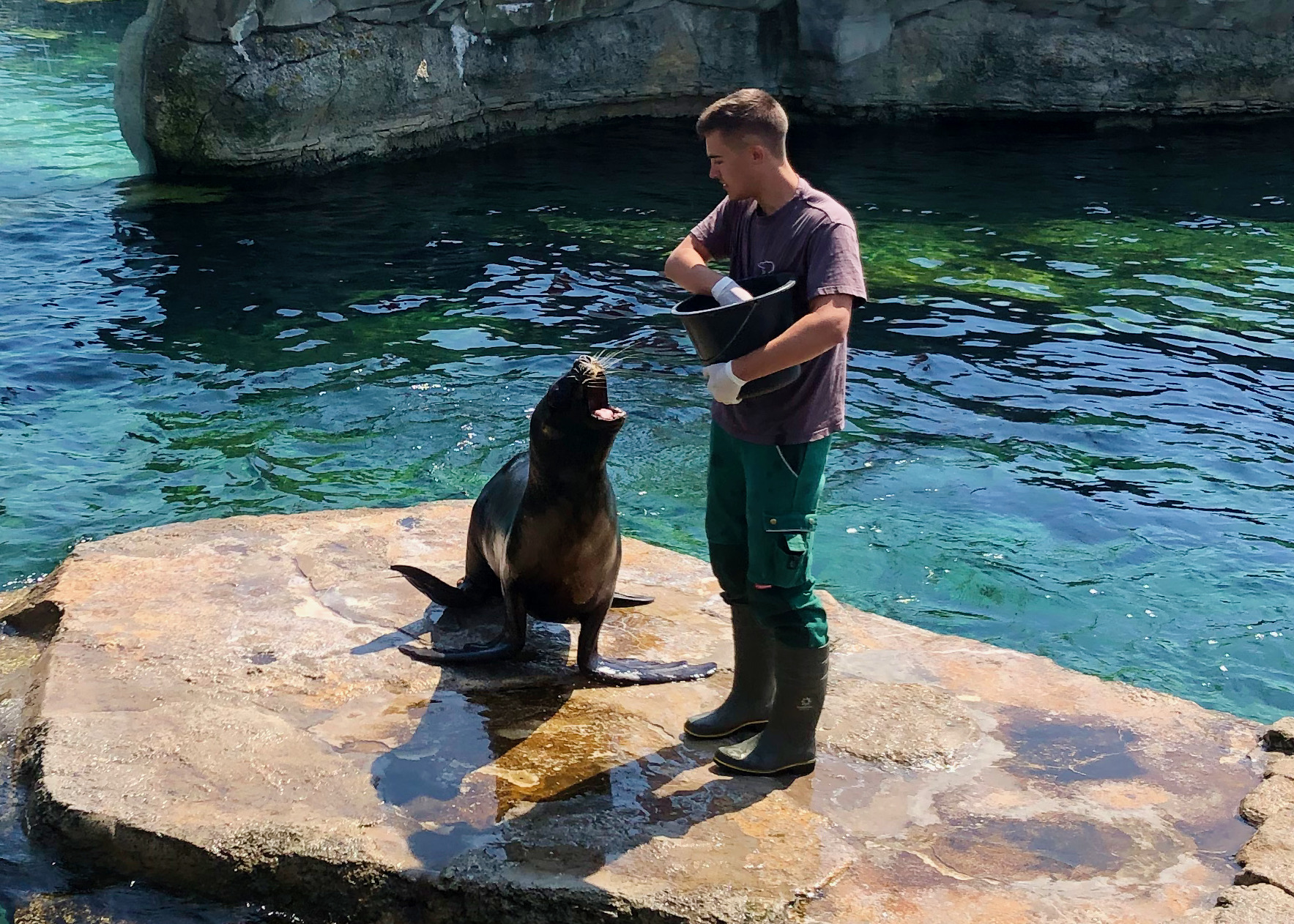 bremerhaven zoo seal