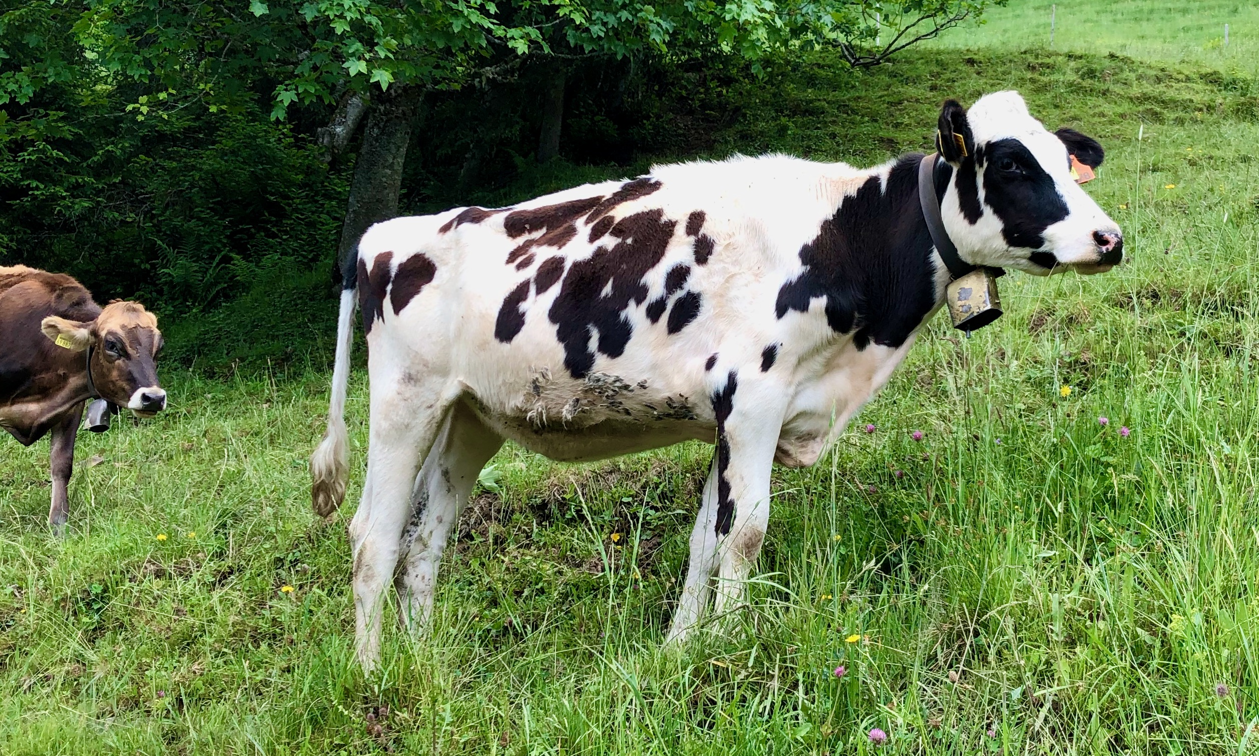 Allgäu cow