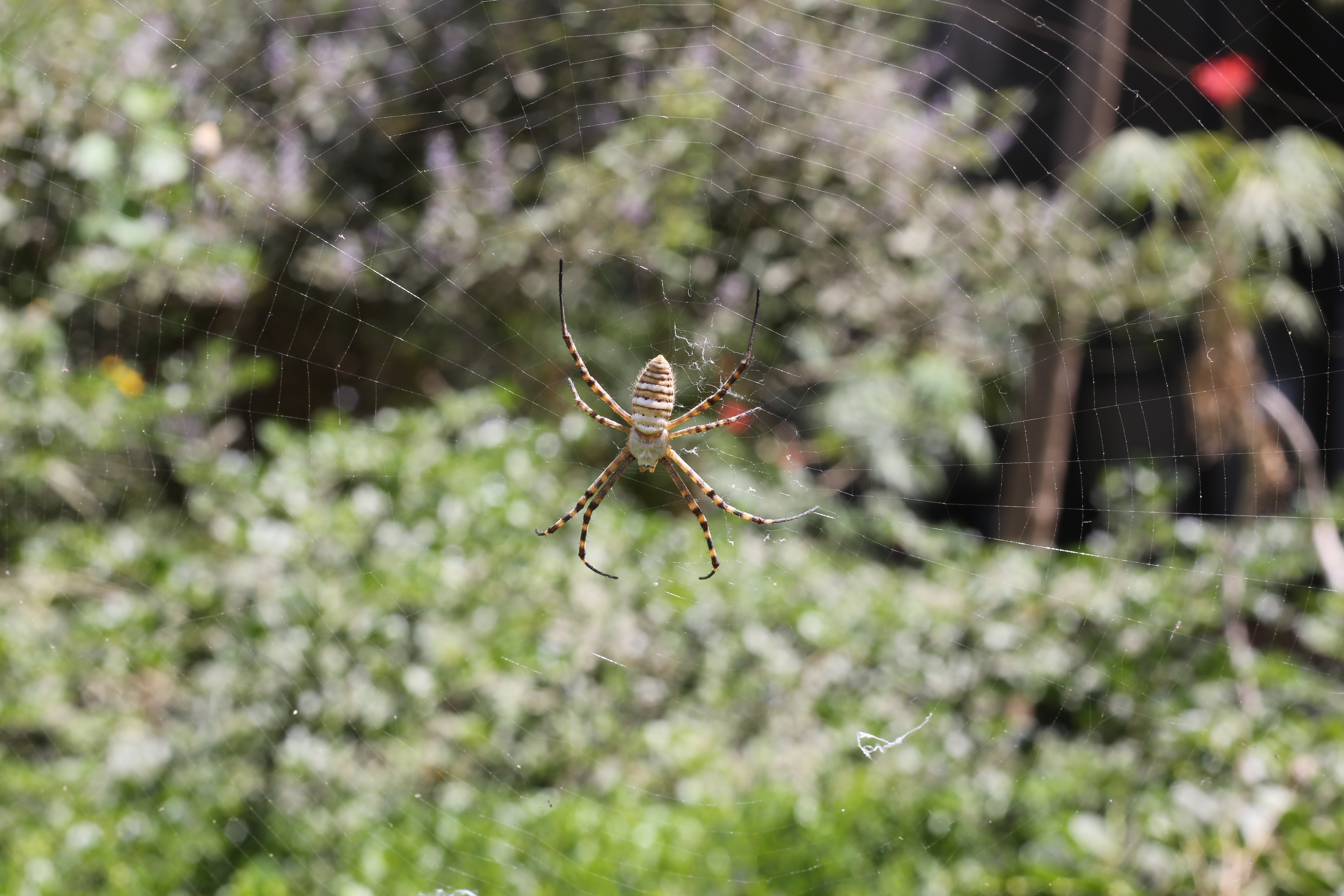 Spiders.jpg?fit=5760,3840&ssl=1