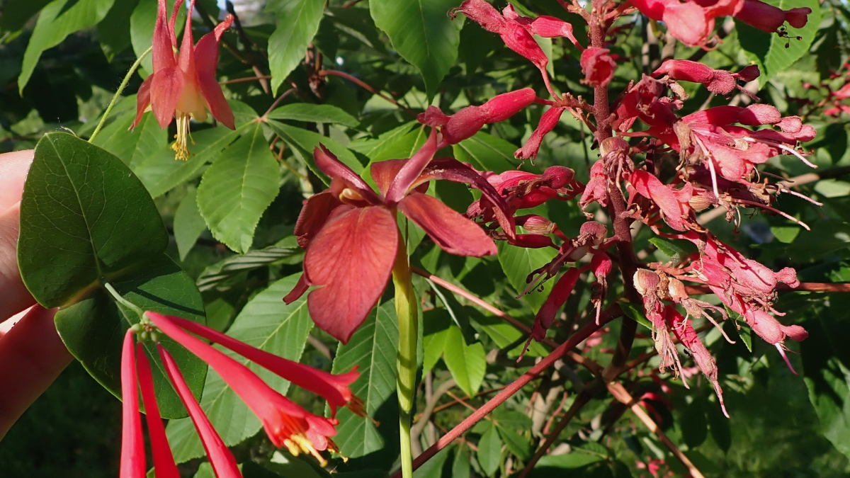 hummingbird pollinated