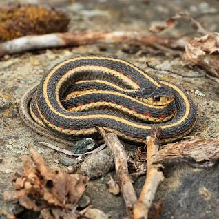 A black, yellow and red Garter snake is coiled on a rock sunning itself.
