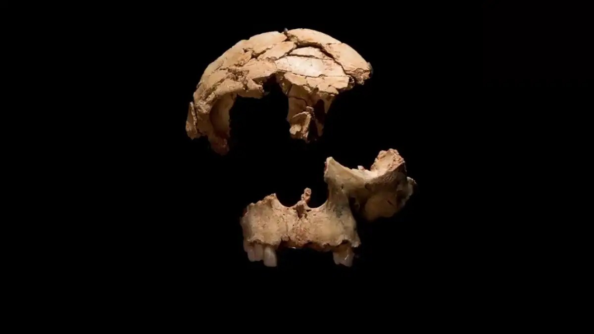 Tres fragmentos de cráneo de Homo antecessor revelan un detalle inesperado sobre nuestros antepasados de Atapuerca