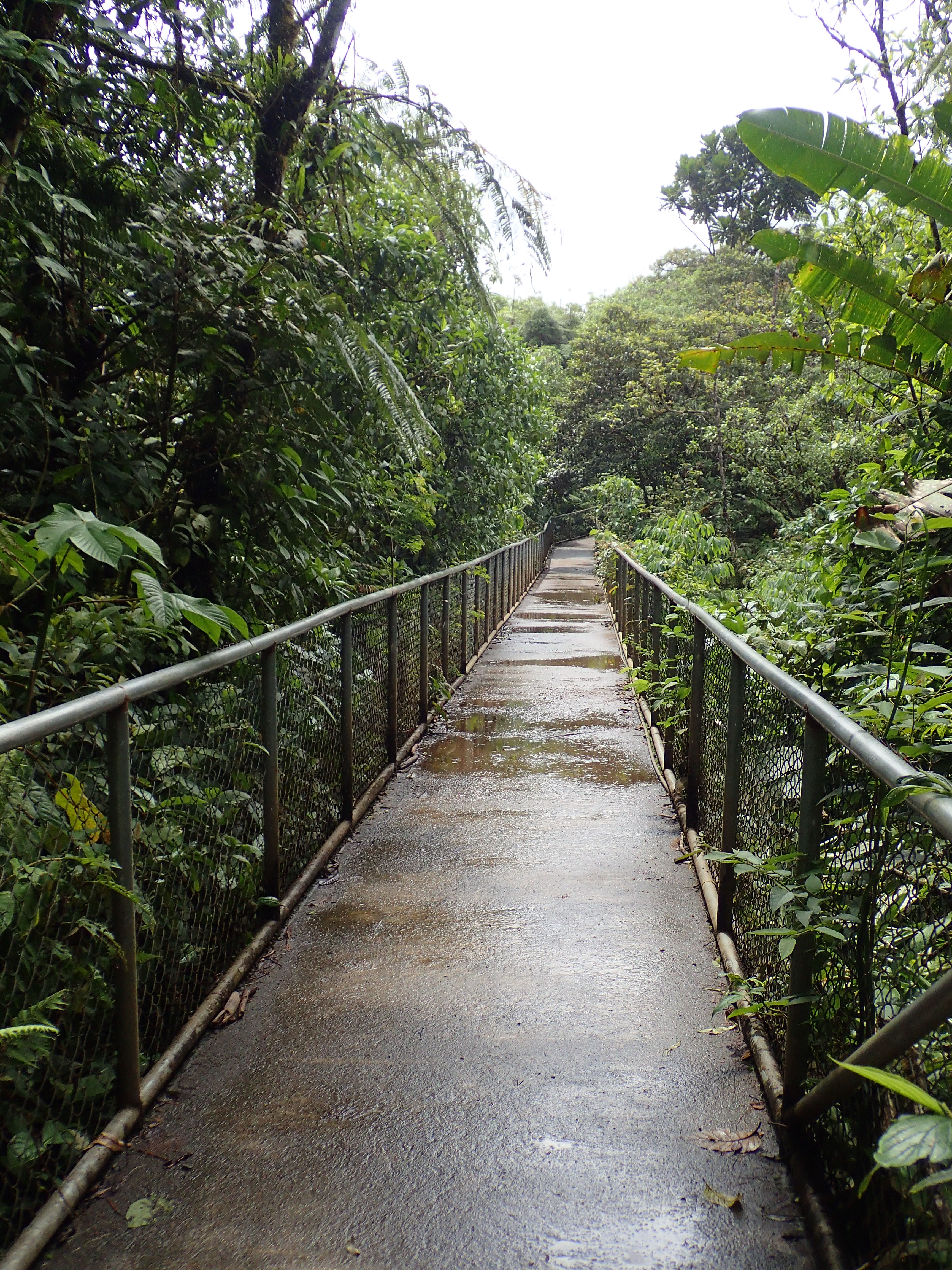 Faune et flore au Rio Céleste