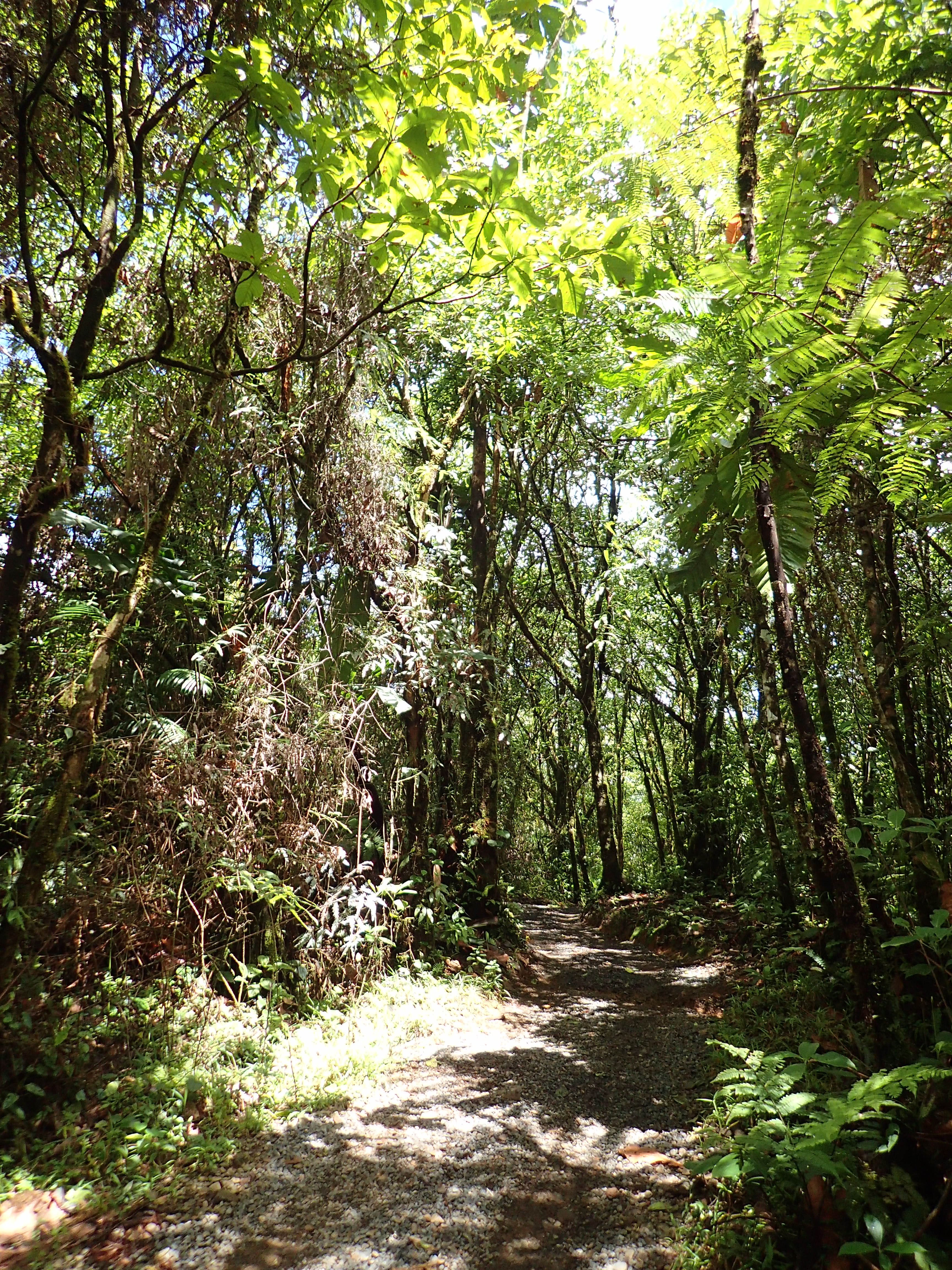 Faune et flore au Rio Céleste