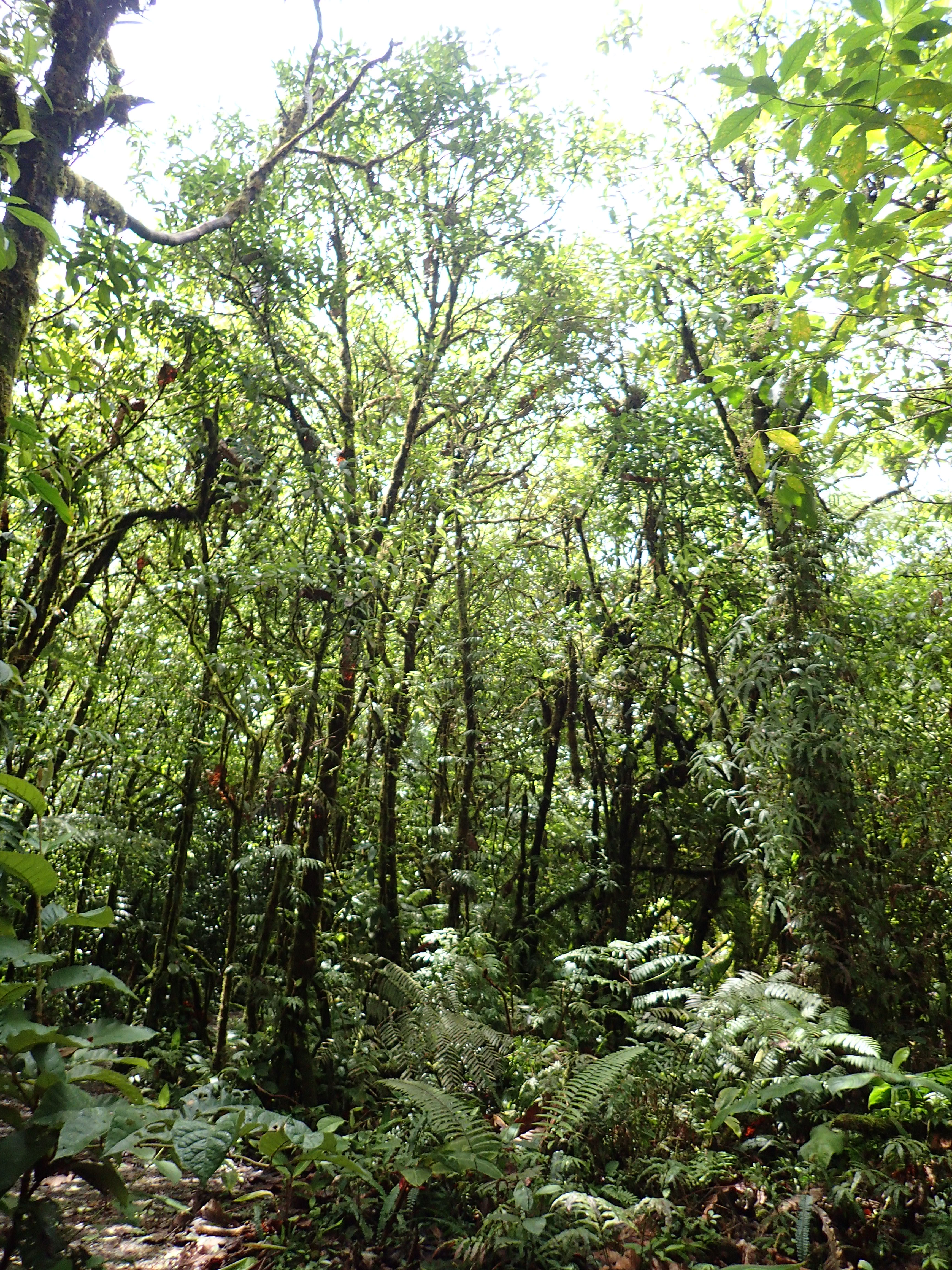 Faune et flore au Rio Céleste