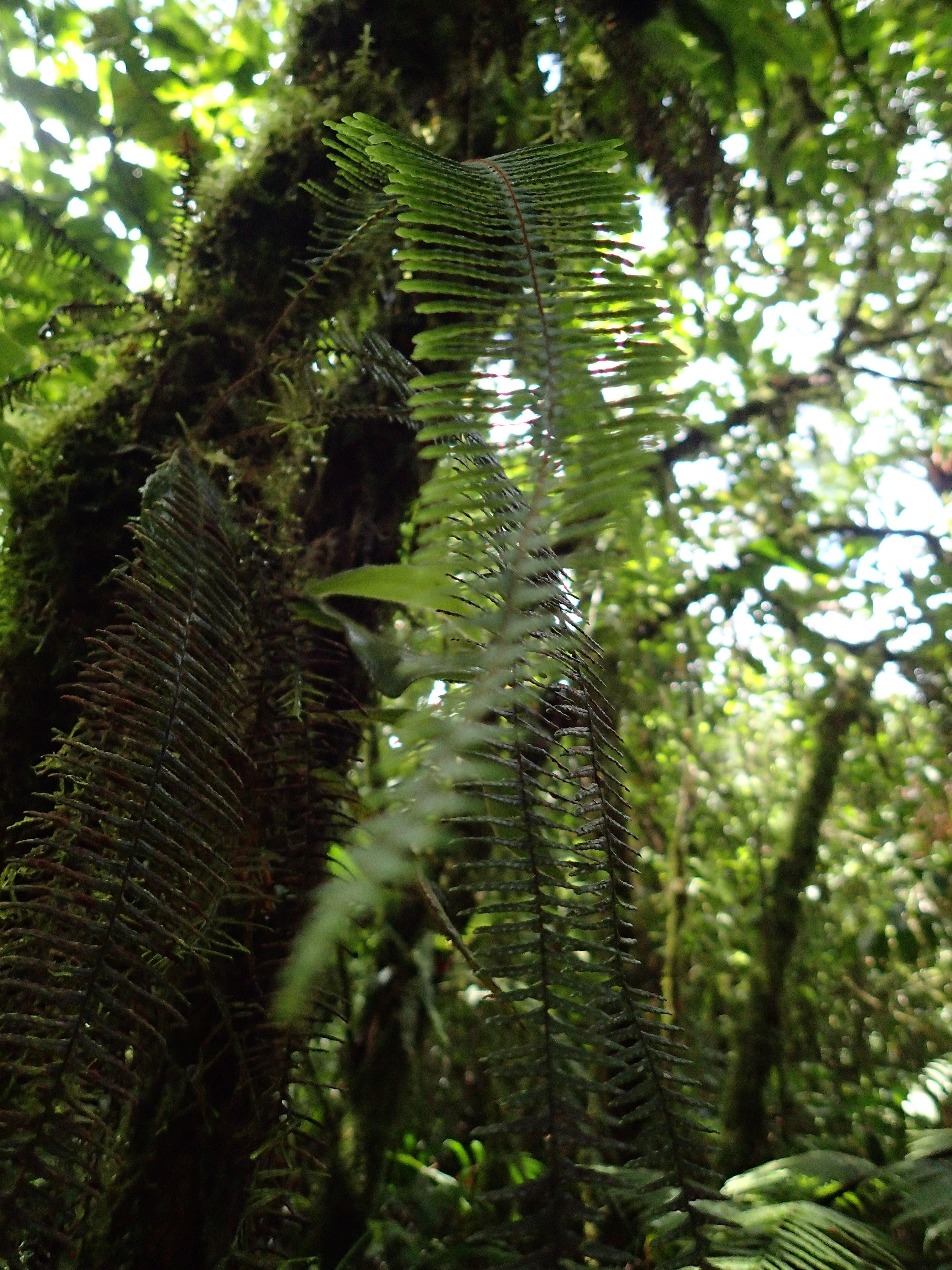 Faune et flore au Rio Céleste