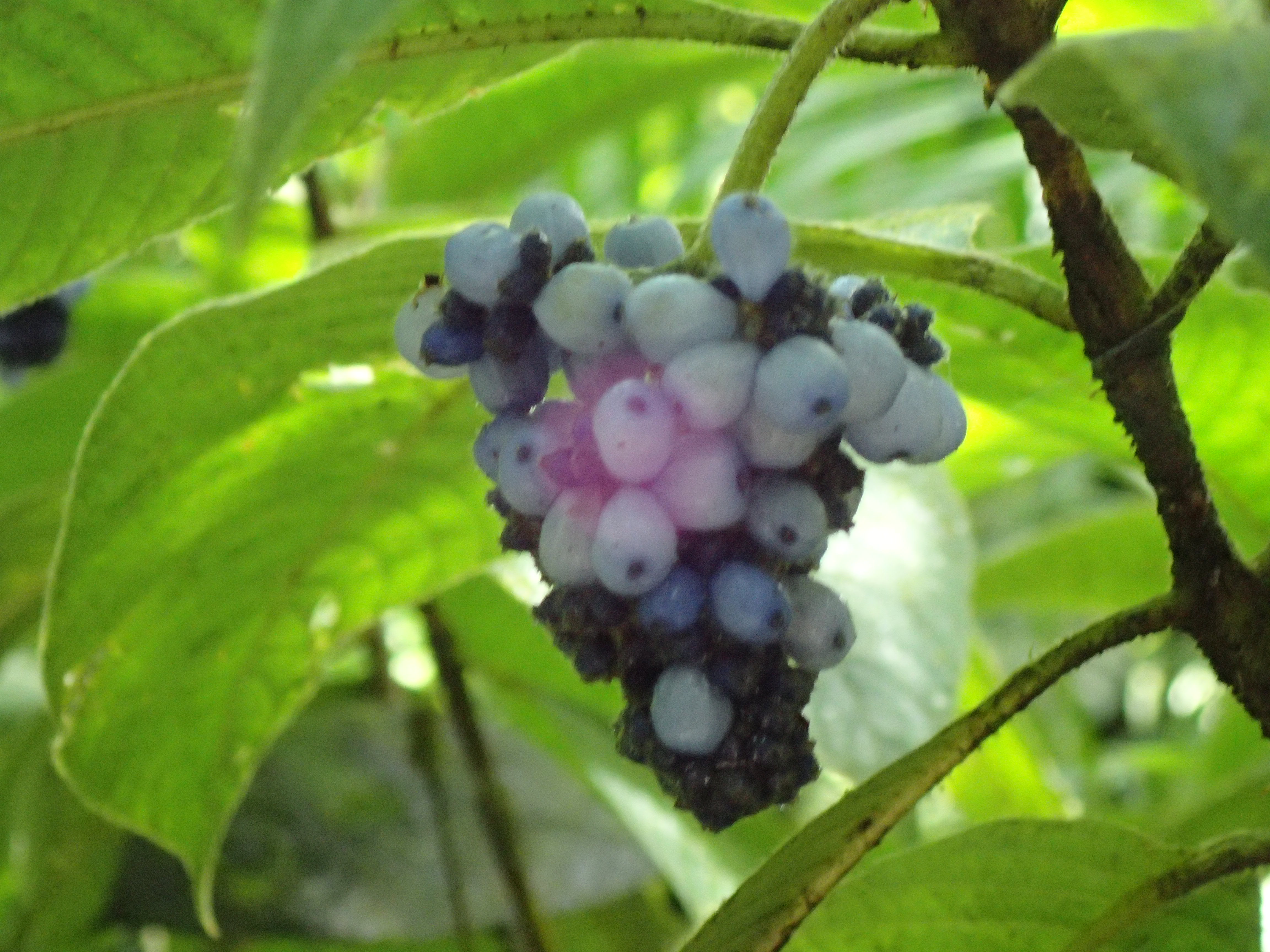 Faune et flore au Rio Céleste