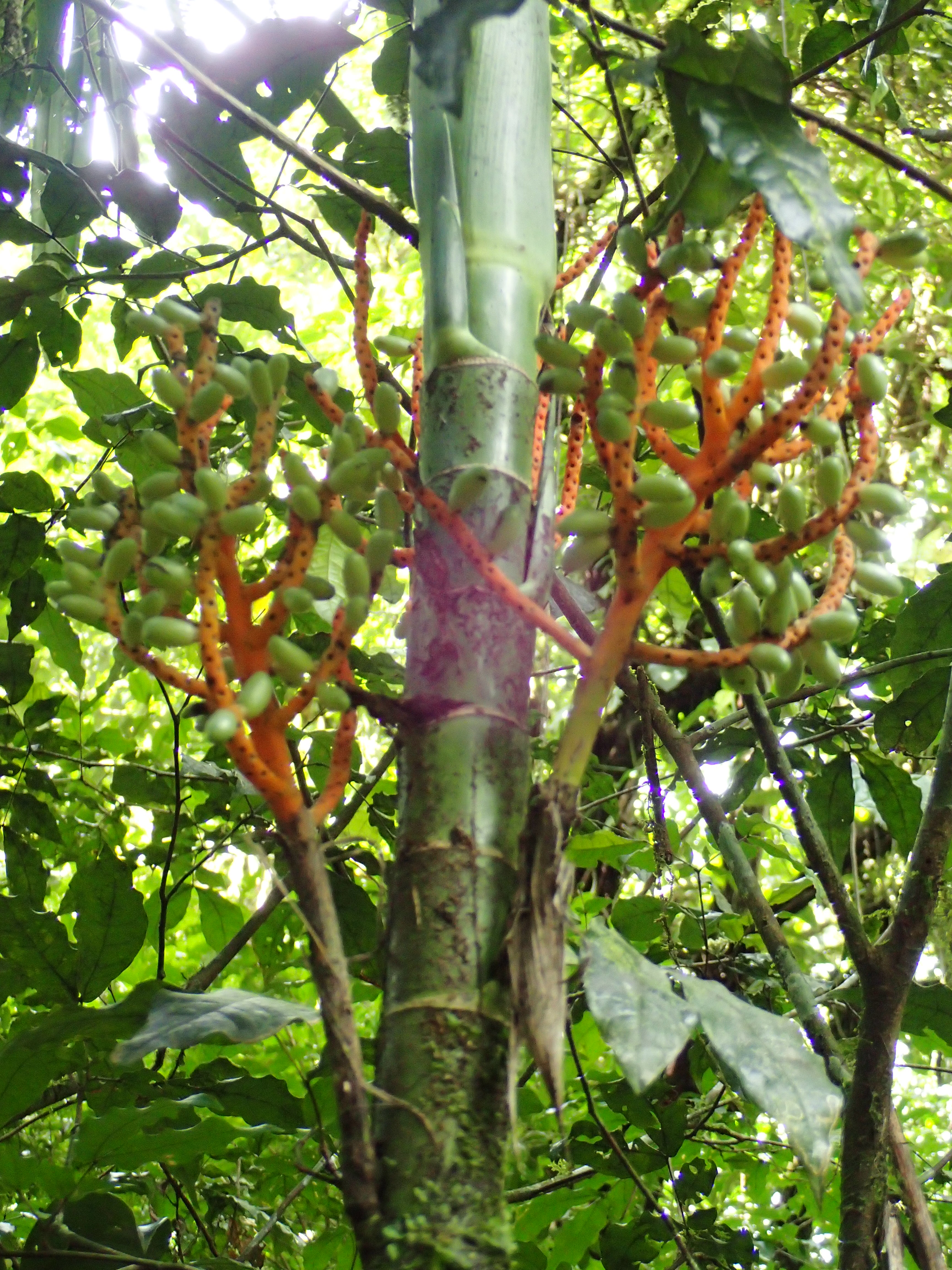 Faune et flore au Rio Céleste