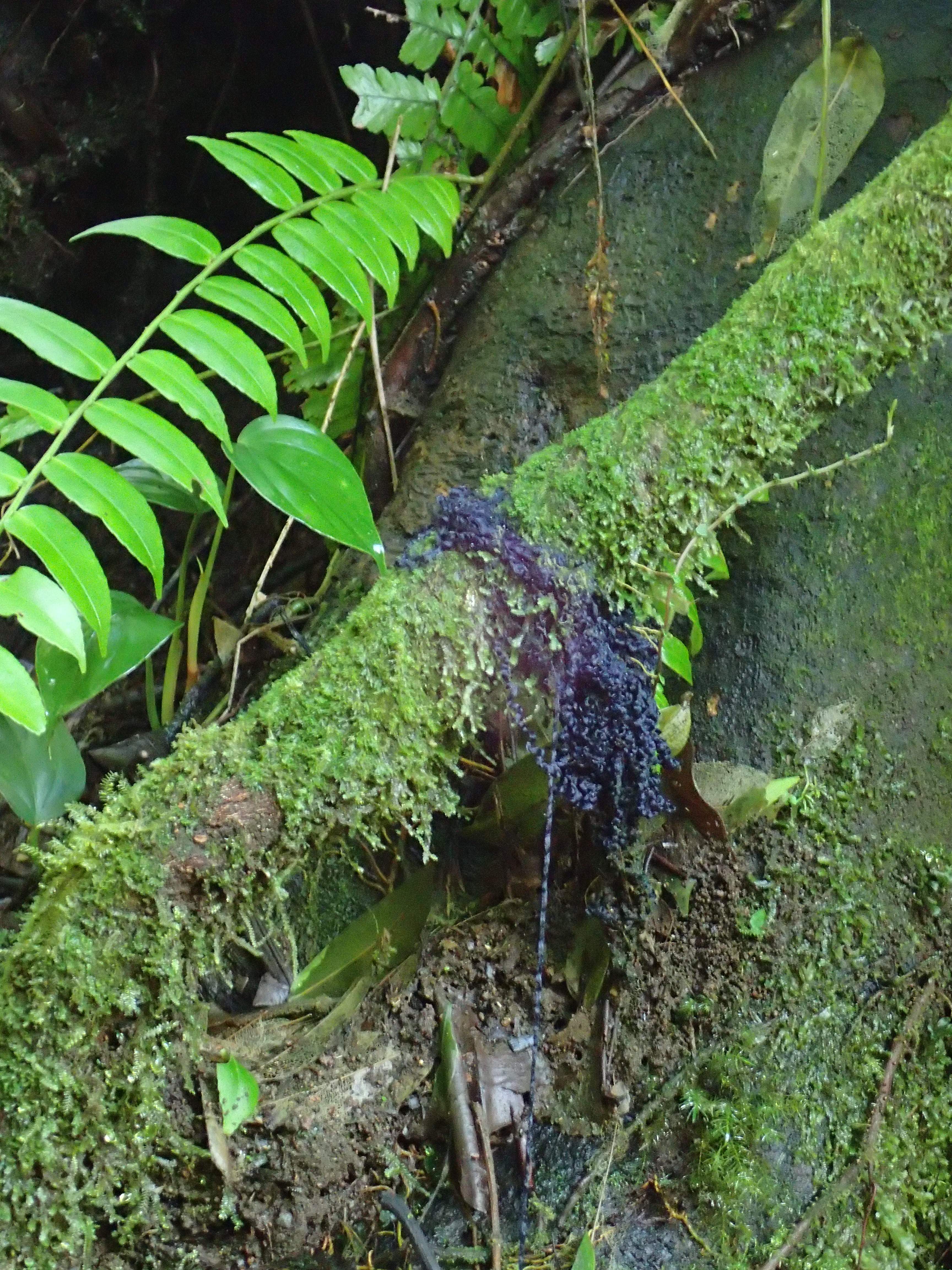 Faune et flore au Rio Céleste