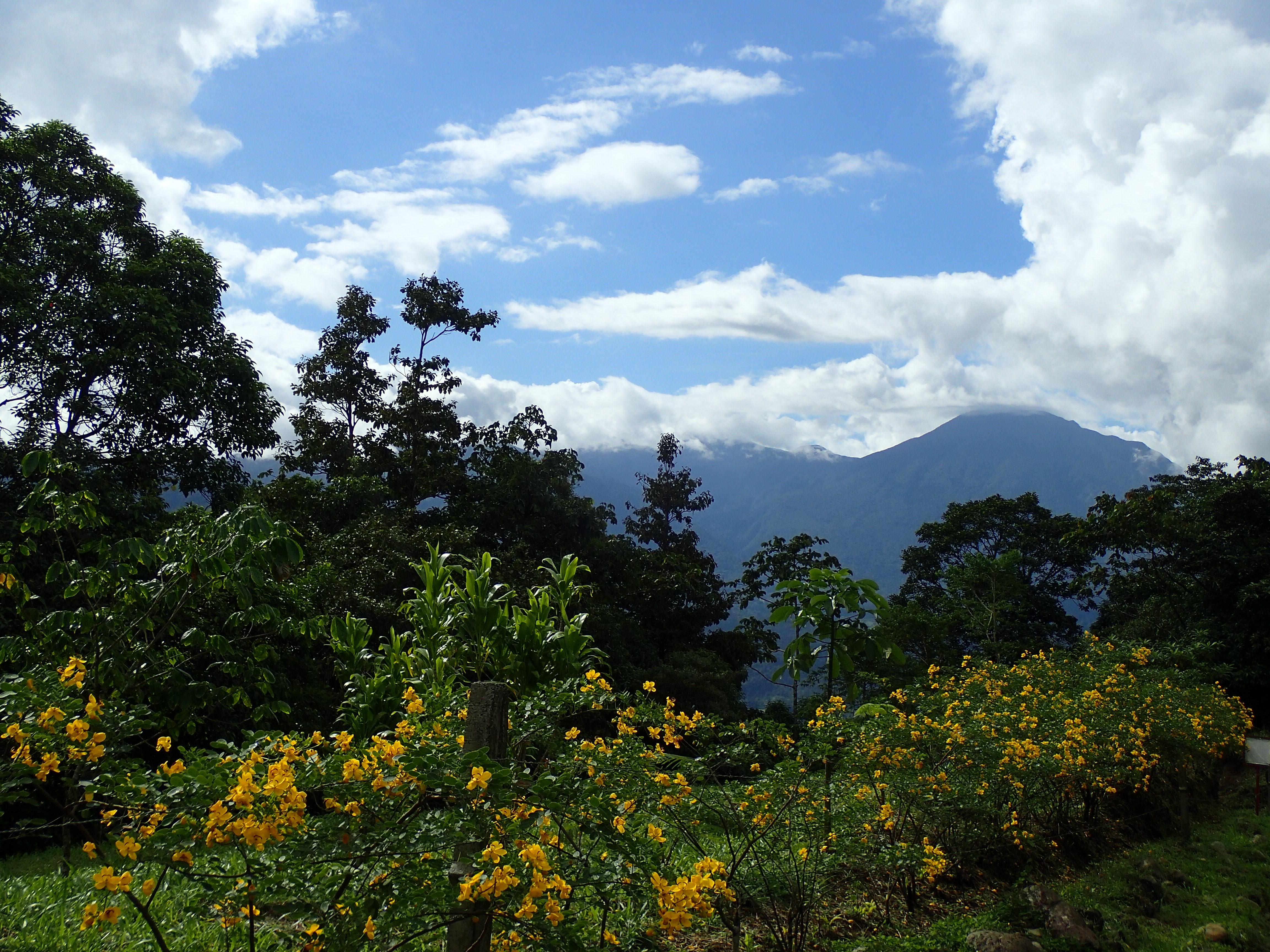 Faune et flore au Rio Céleste