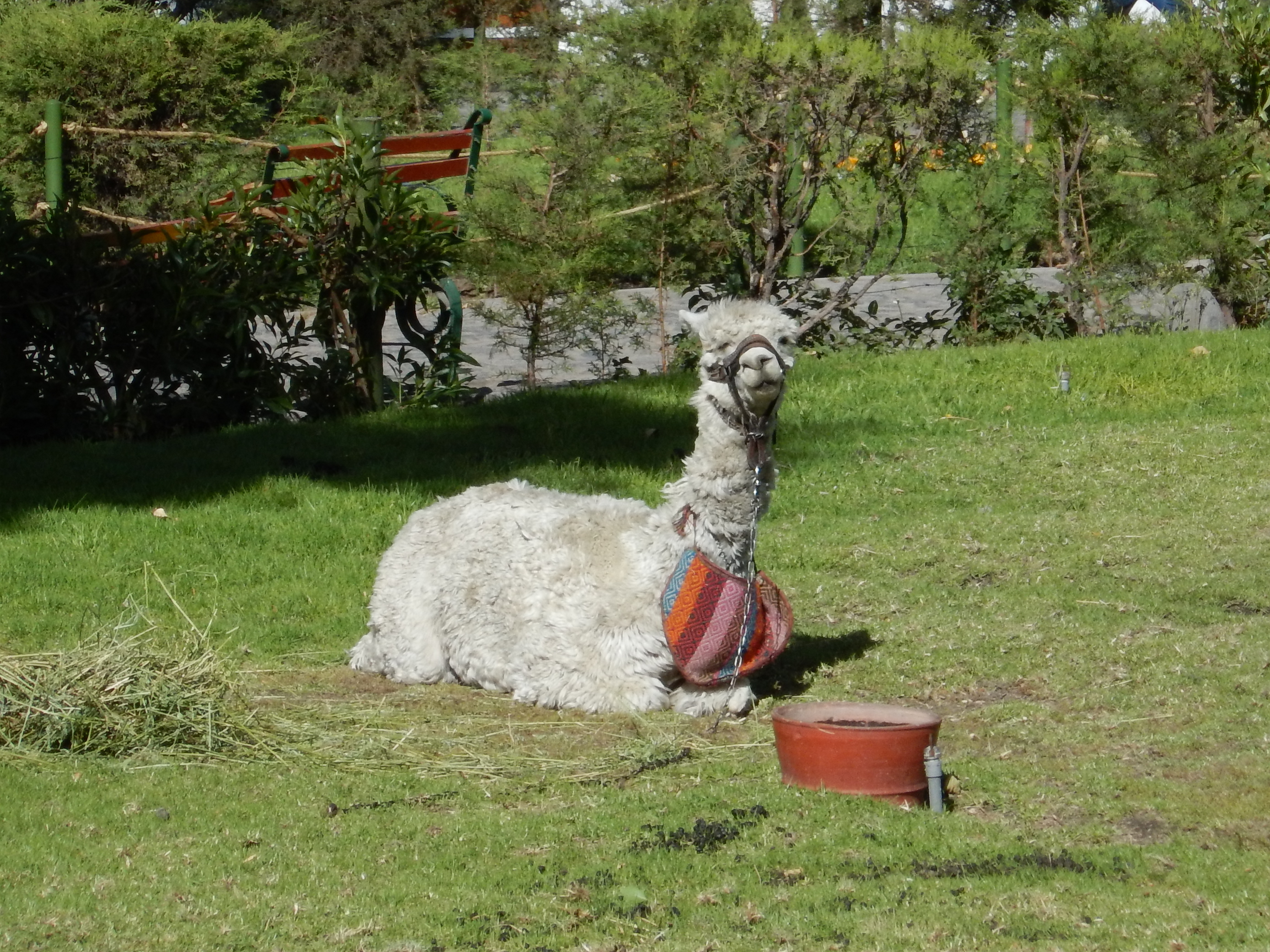 Un lama dans la rue !